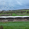 2025 Feedlot Cover Designed to Suit Cattle Yard Fit-out Multiple Designs Four-gable Design Practical Cost-effective Choice
