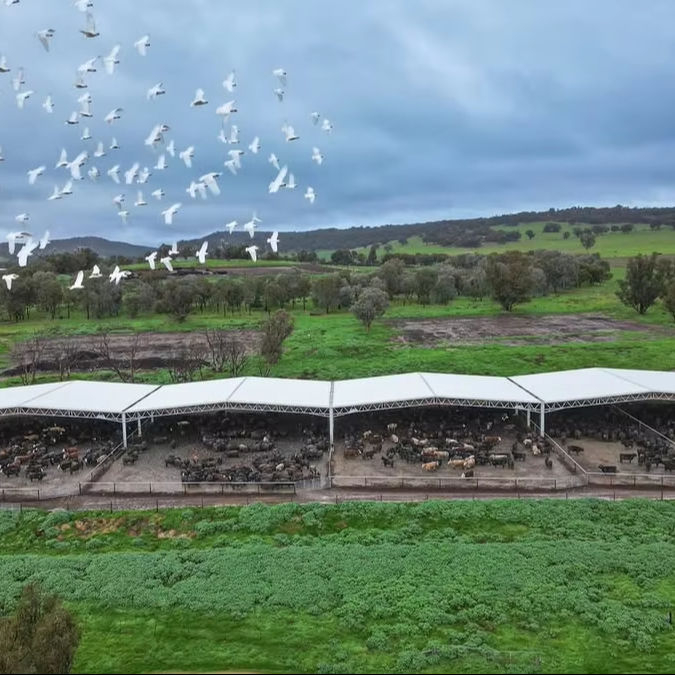 2025 Feedlot Cover Designed to Suit Cattle Yard Fit-out Multiple Designs Four-gable Design Practical Cost-effective Choice