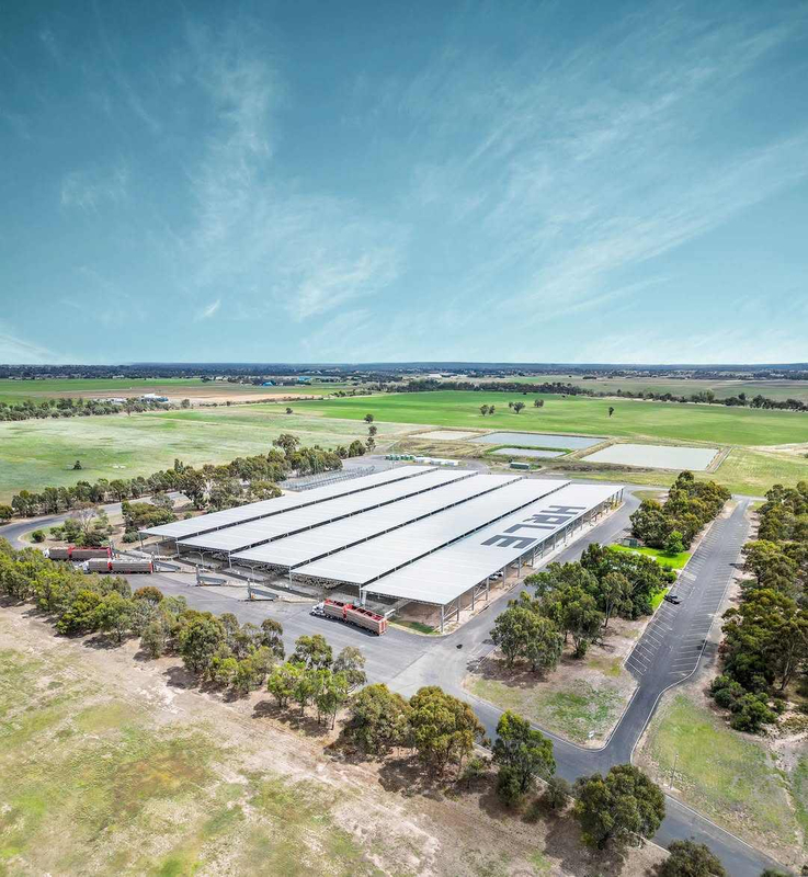 2025 the Livestock Exchange Grew Enhancing the Saleyards Facility to Provide Increased comfort for Both Livestock and Visitors