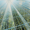 Safety Durable Good Quality Light Steel Structure Roof Shed for Agricultural Poultry Shed Steel Structure Greenhouse