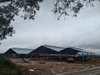 2025 Dairy Barn Structure 103m X 42m X 6m Roof-only Dairy Building with a Roof Vent to Ensure a Comfortable Environment Inside