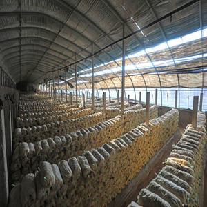 Good Thermal Insulation Steel Frame Building Customized Design Prefab Agricultural Cow House Goat Shed
