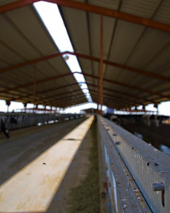 2025 Custom-built To Protect What Matters To Your Business Metalroof Canopy Manufacturing Farmlife Ranching Dairy Farmer