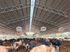 2025 Dairy Barn Structure 103m X 42m X 6m Roof-only Dairy Building with a Roof Vent to Ensure a Comfortable Environment Inside