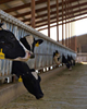 2025 Custom-built To Protect What Matters To Your Business Metalroof Canopy Manufacturing Farmlife Ranching Dairy Farmer